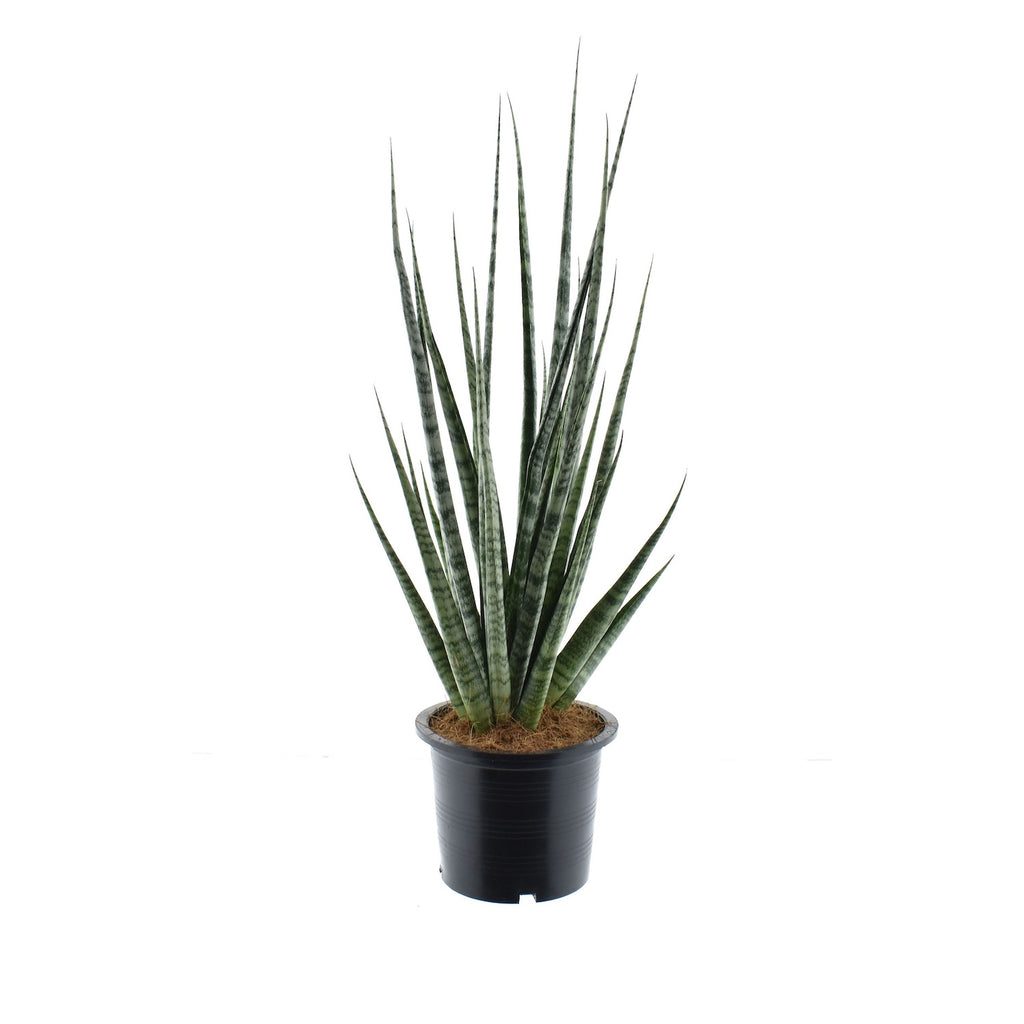 Sansevieria ‘Digitorum’ D15