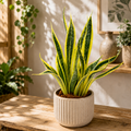 Sansevieria ‘El Dorado’