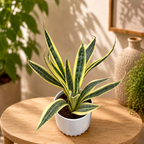 Sansevieria ‘El Dorado’