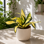 Sansevieria Hahnii ‘Curly Galaxy’ - planta sarpe cu frunze rasucite
