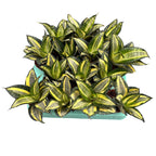 Sansevieria Hahnii 'Jade multicolor' D6