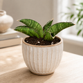 Sansevieria „Marsha Anjani“ – kompakte Sansevieria für Sammler