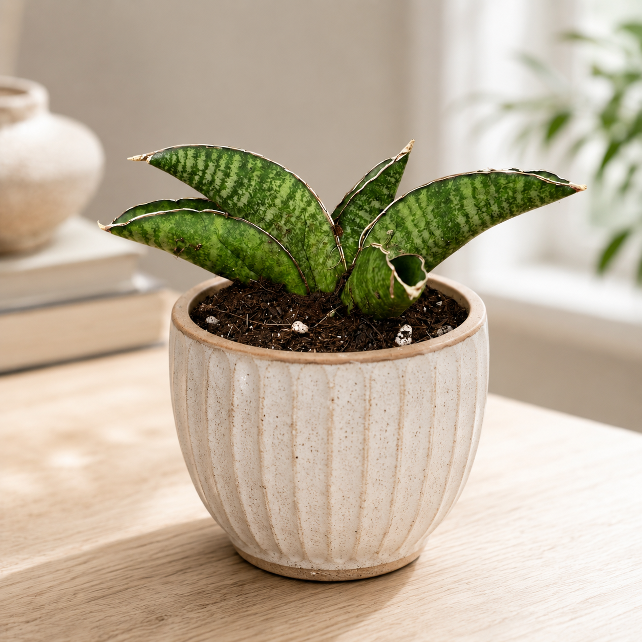 Sansevieria „Marsha Anjani“ – kompakte Sansevieria für Sammler