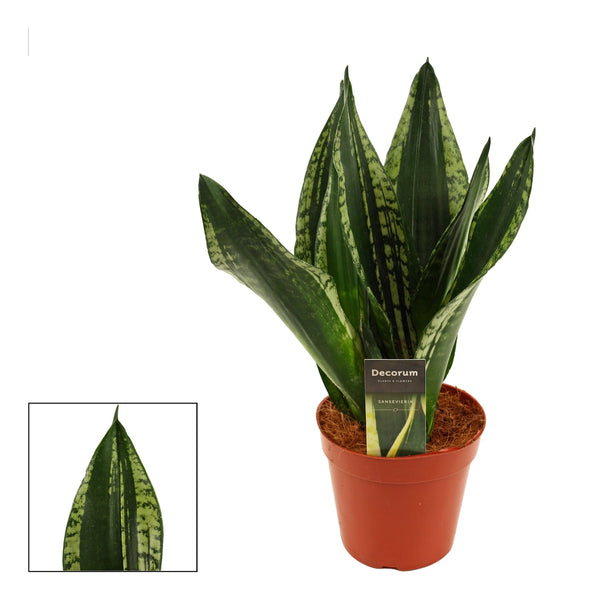 Sansevieria Silberne Flamme (Whitney)