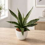 Sansevieria ‘Everest’