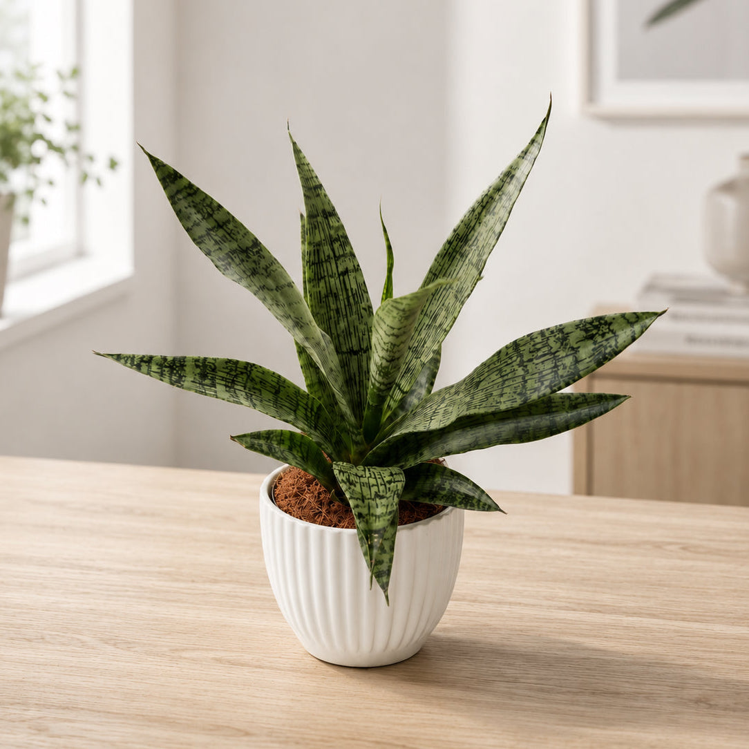 Sansevieria ‘Everest’