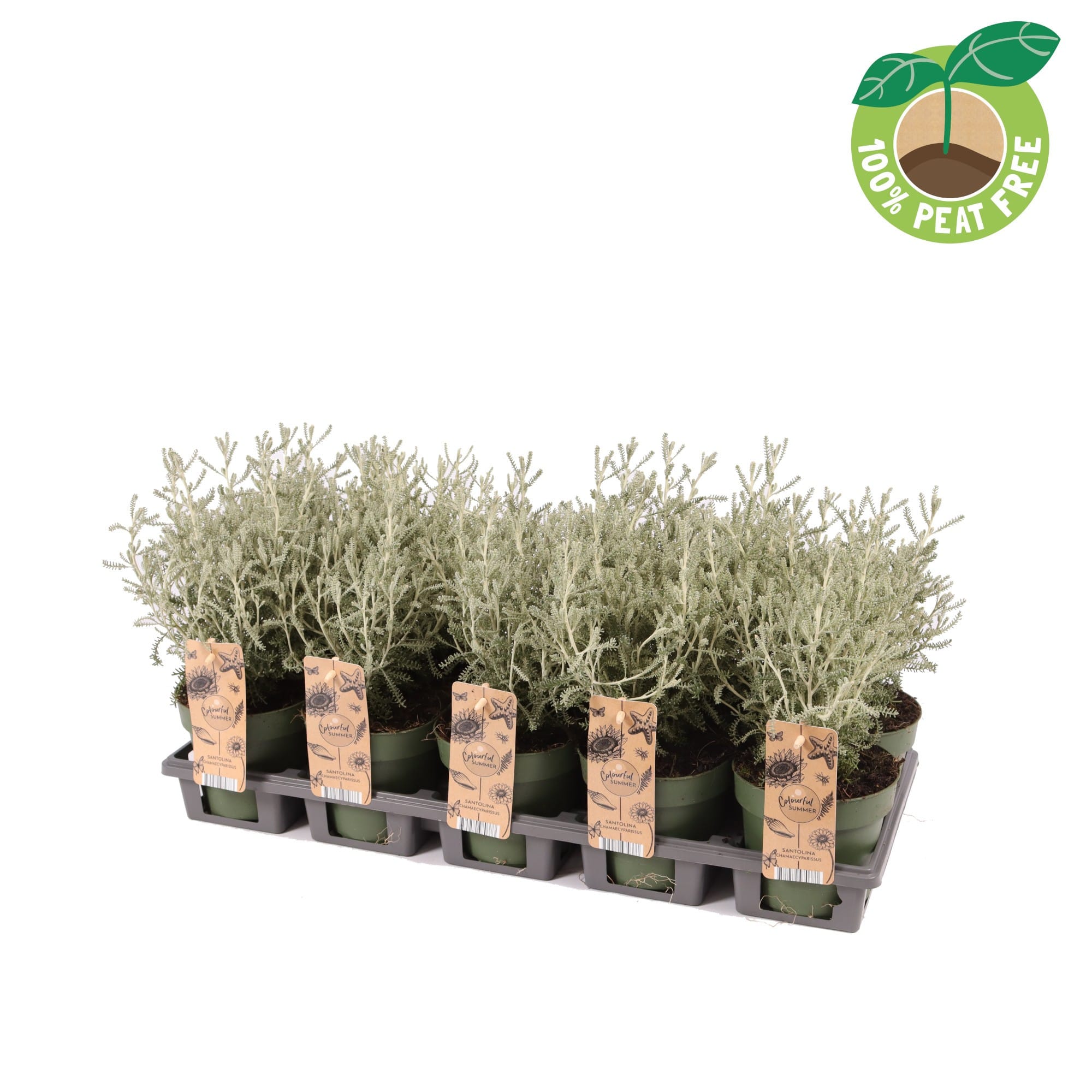 Santolina chamaecyparissus (Lemnul Maicii Domnului)