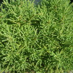 Santolina virens (Oliver) – Mediterraner Strauch mit Olivenaroma