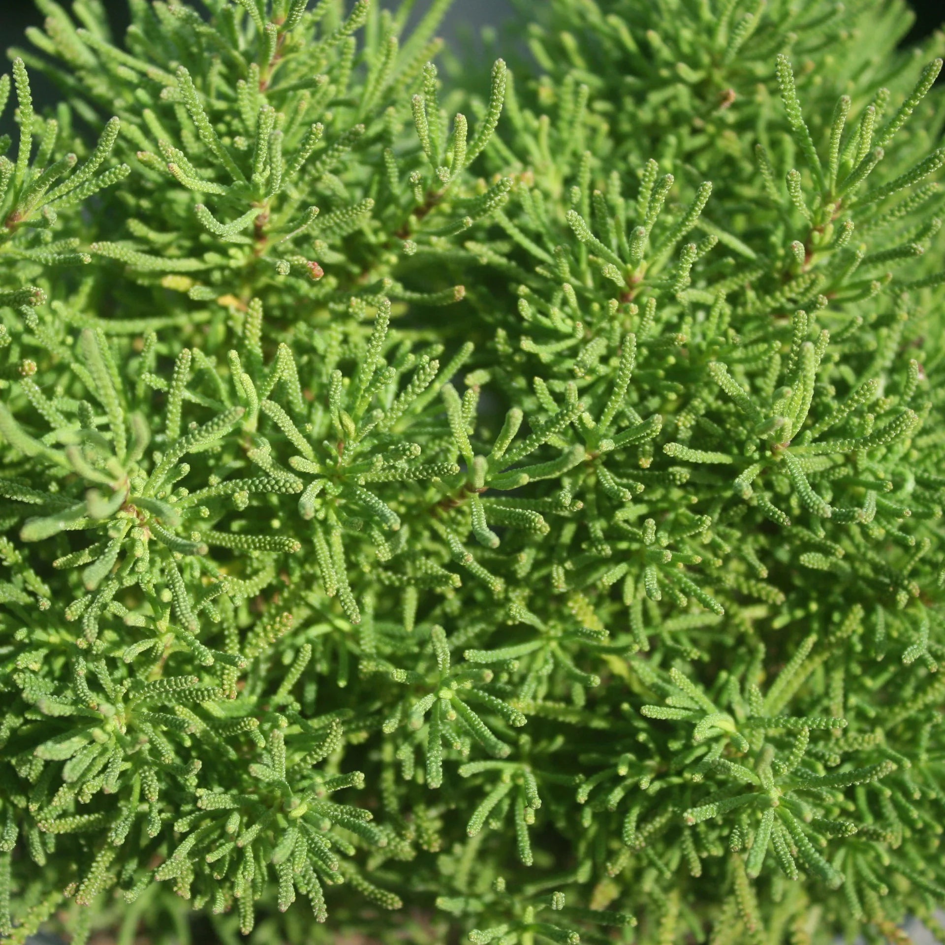 Santolina virens (Oliver) – Mediterraner Strauch mit Olivenaroma