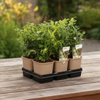 Sarcococca confusa (Sweet Box)