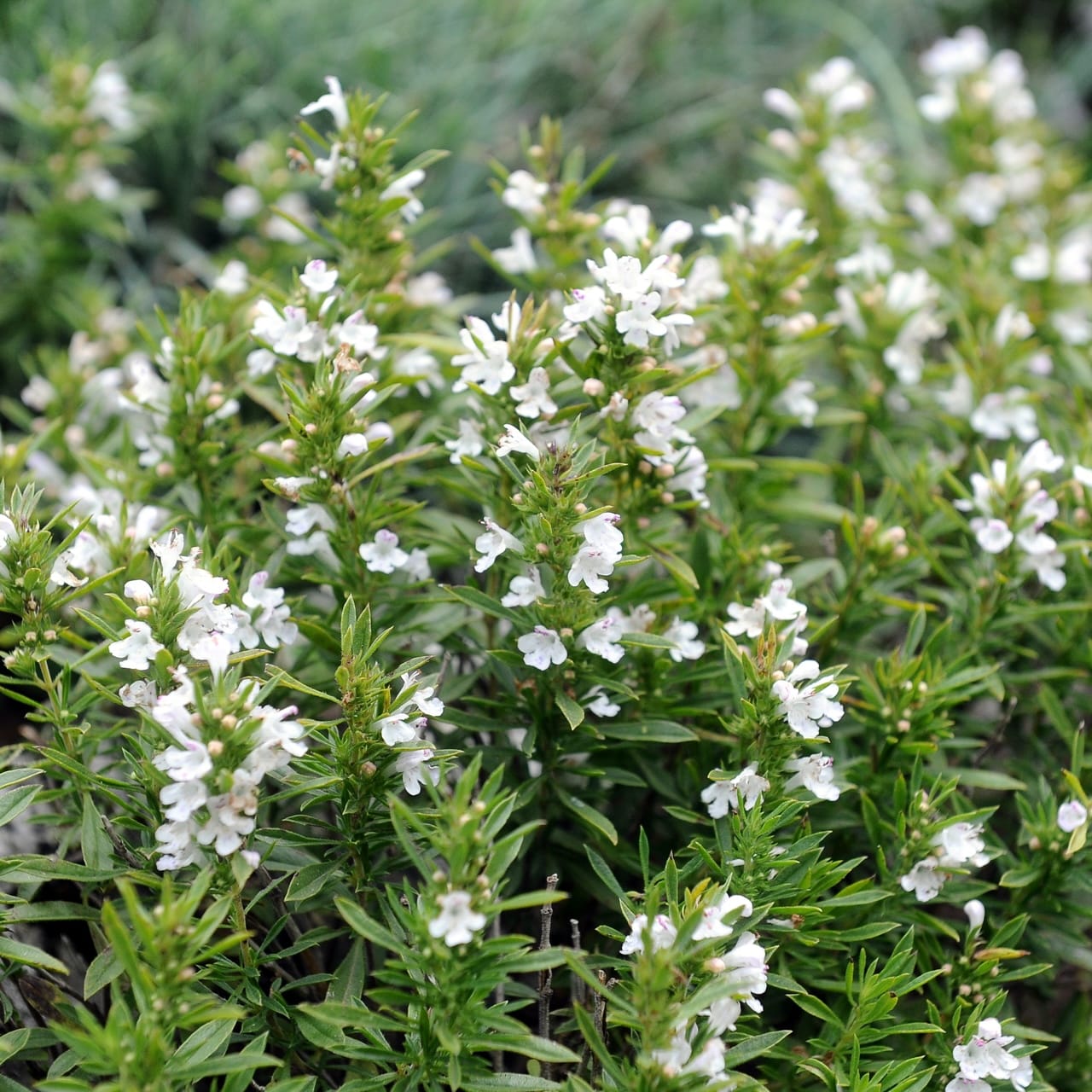 Satureja Montana Plant