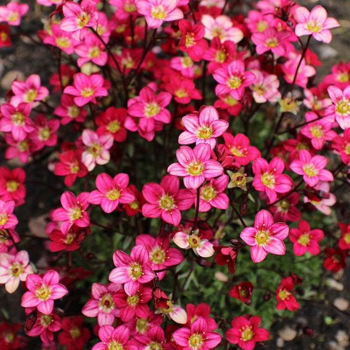 Saxifraga Marto Red