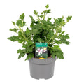 Muscate parfumate antitantari - Scented Geranium (parfum de lamaie)