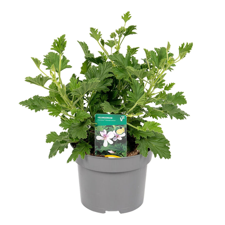 Muscate parfumate antitantari - Scented Geranium (parfum de lamaie)