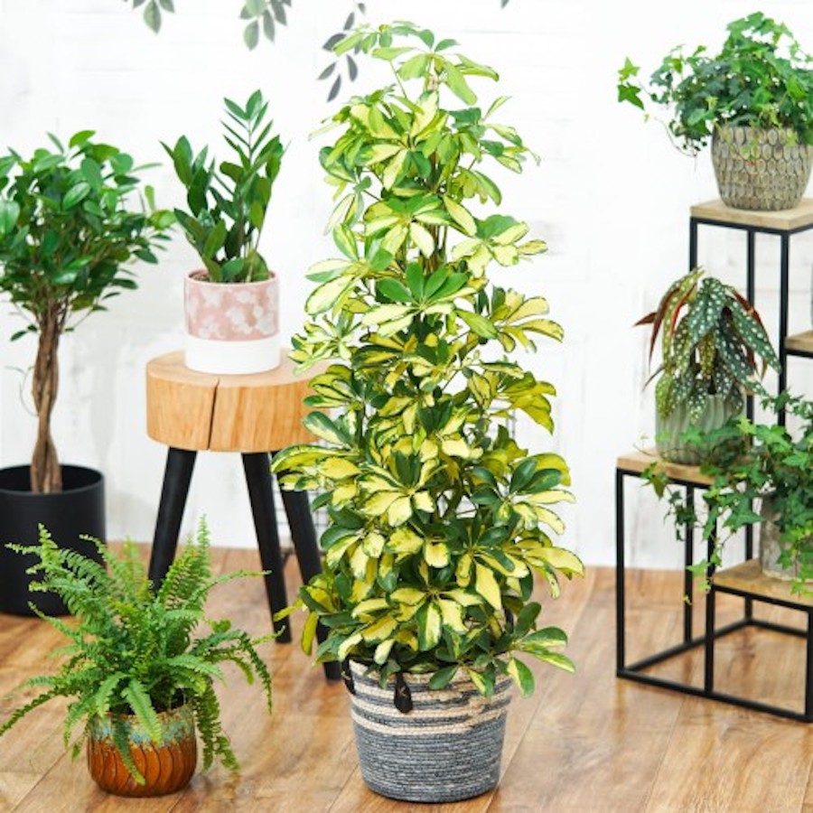 Schefflera arboricola 'Dalton' H100 cm