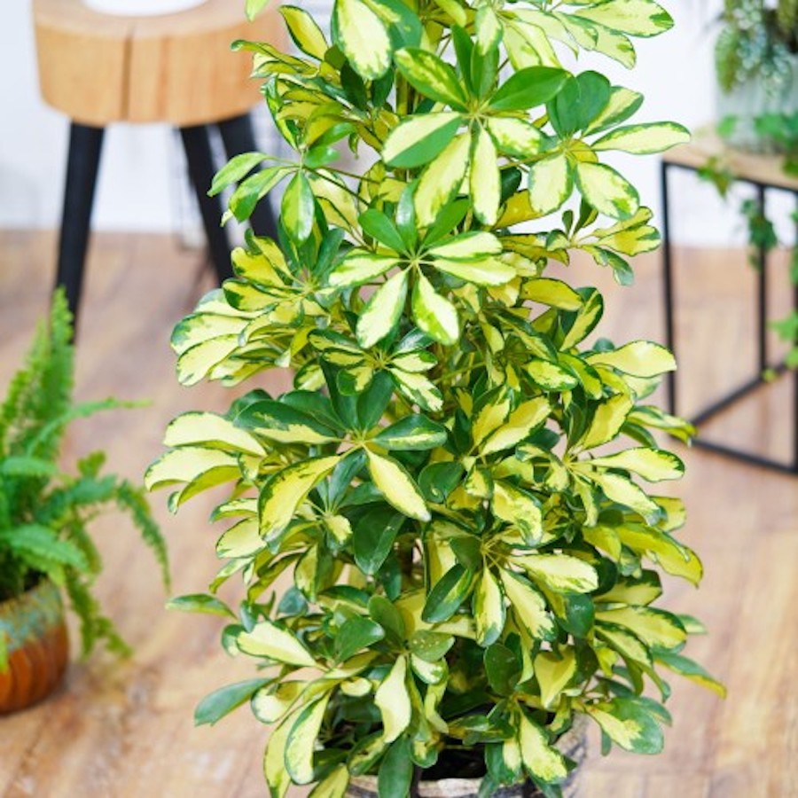 Schefflera arboricola 'Dalton' H100 cm