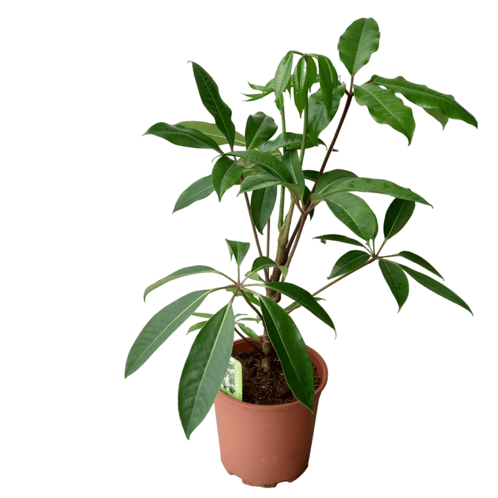 Tupidanthus calyptratus (Schefflera pueckleri)