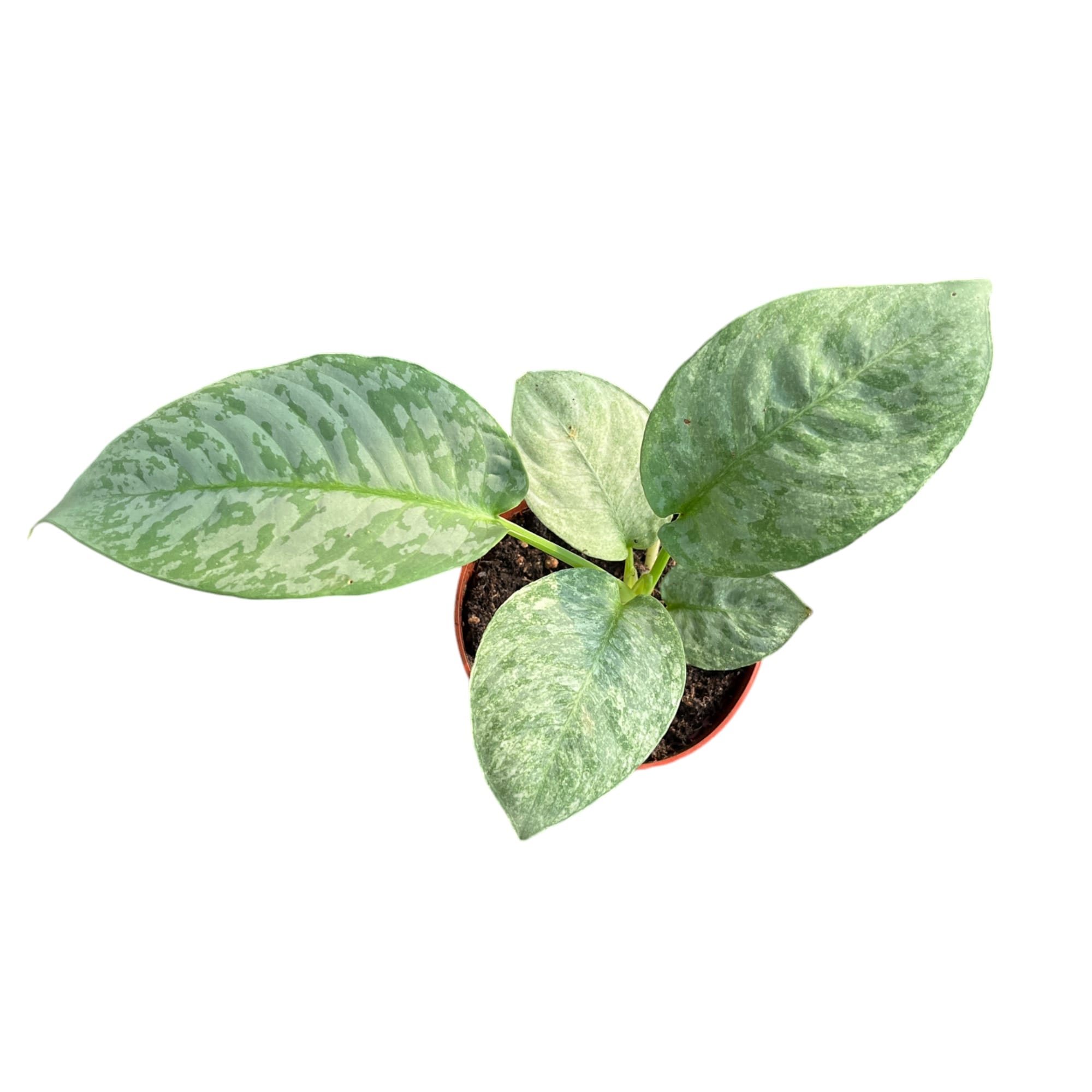 Schismatoglottis longispatha 'Variegata'