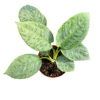 Schismatoglottis longispatha 'Variegata'