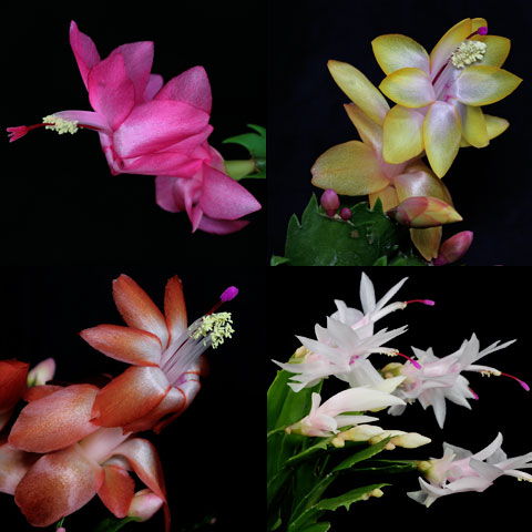 Schlumbergera (Craciunita) fara ID