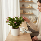 Schlumbergera ‘Thor Ida’ (Różowa grudnik) 2pp