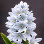 Scilla mischtschenkoana 'Tubergeniana' (White Squill)
