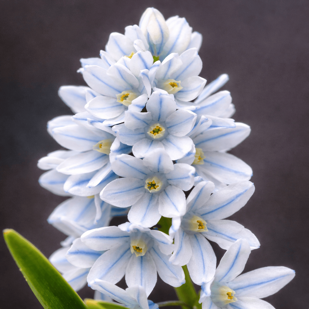 Scilla mischtschenkoana 'Tubergeniana' (White Squill)