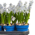 Scilla mischtschenkoana 'Tubergeniana' (White Squill)