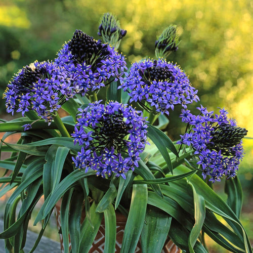 scilla zimmerpflanze Scilla peruviana (Portuguese Squill) – Secret Garden Plant Shop