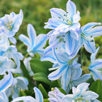 Scilla mischtschenkoana 'Tubergeniana' (White Squill)