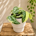 Scindapsus pictus 'Mayari' Variegata - Scindapsus variegat cu frunze argintii si galben-crem
