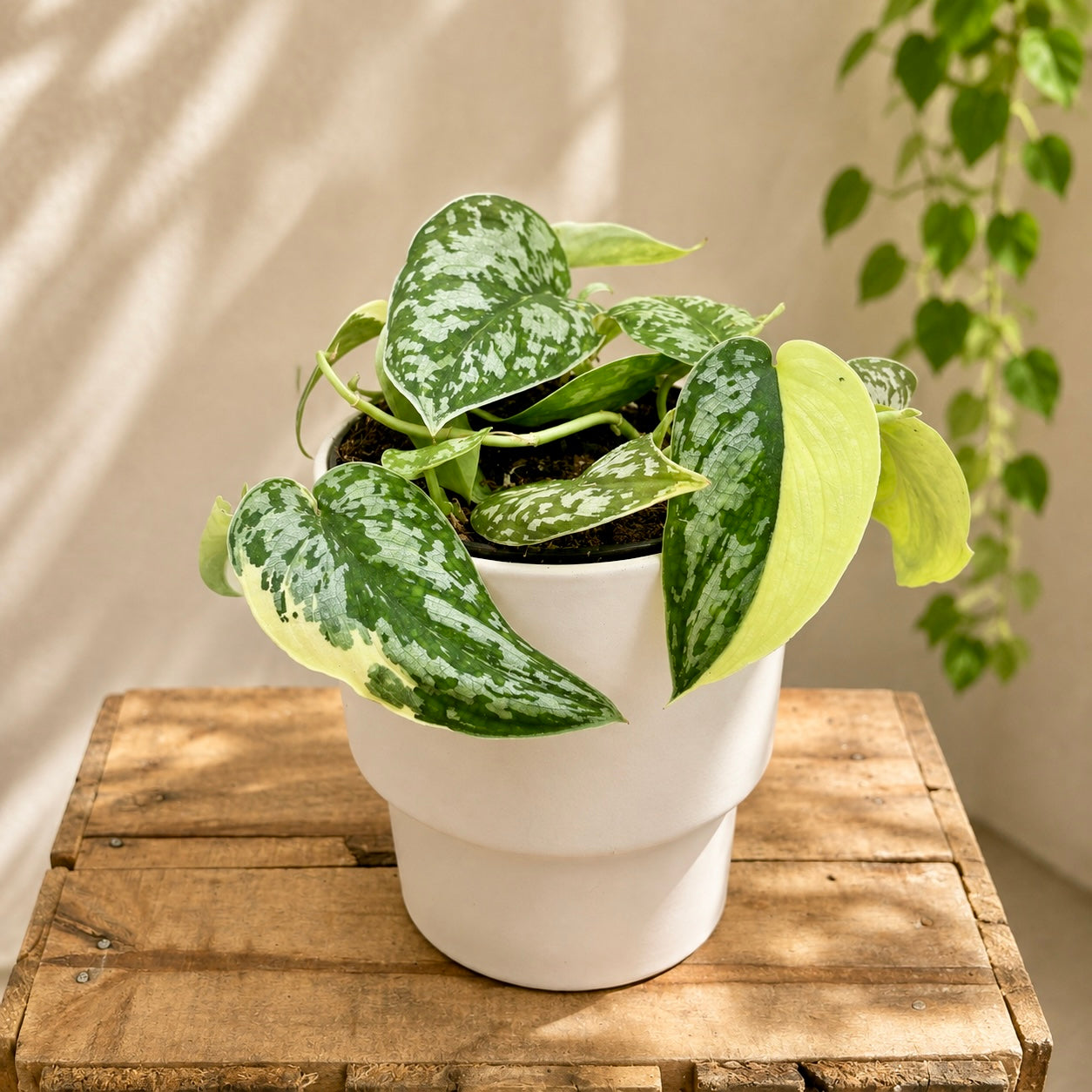 Scindapsus pictus 'Mayari' Variegata - Scindapsus variegat cu frunze argintii si galben-crem