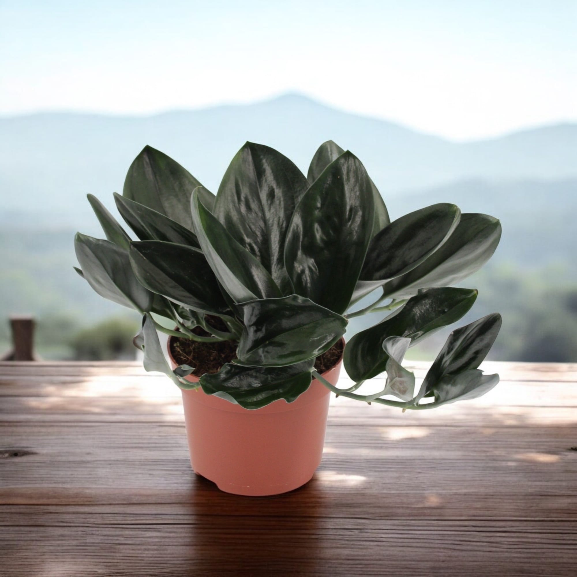 Scindapsus treubii 'Dark Form' (Scindapsus 'Dark Moonlight')