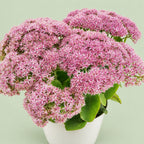 Sedum telephium SEDUCTION 'Pink Passion' - Mehrjährige Fetthenne mit intensiv rosafarbenen Blüten