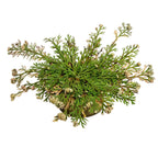 Trandafirul de Jericho - Selaginella lepidophylla, Trandafirul Sf Maria