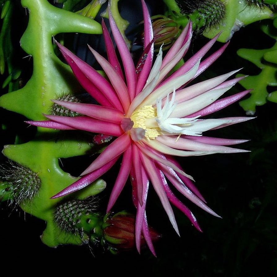 Selenicereus anthonyanus (Cryptocereus anthonyanus)