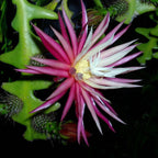 Selenicereus anthonyanus (Cryptocereus anthonyanus)