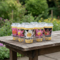 Seminte Lotus - Nelumbo, mix de culori (Kit de crestere)