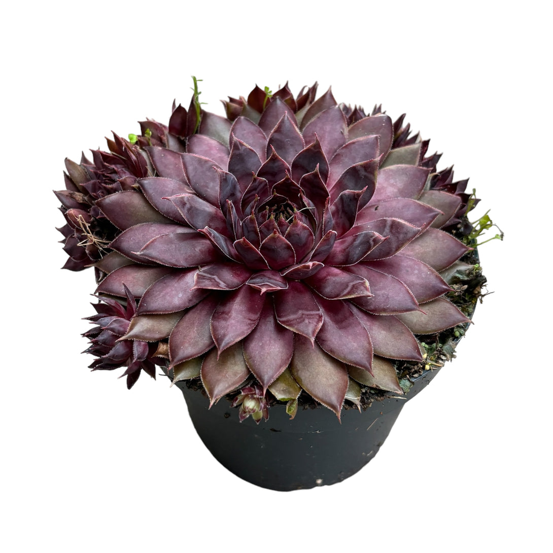 Sempervivum 'Blushing Garnet' (Planta Urechelnita)