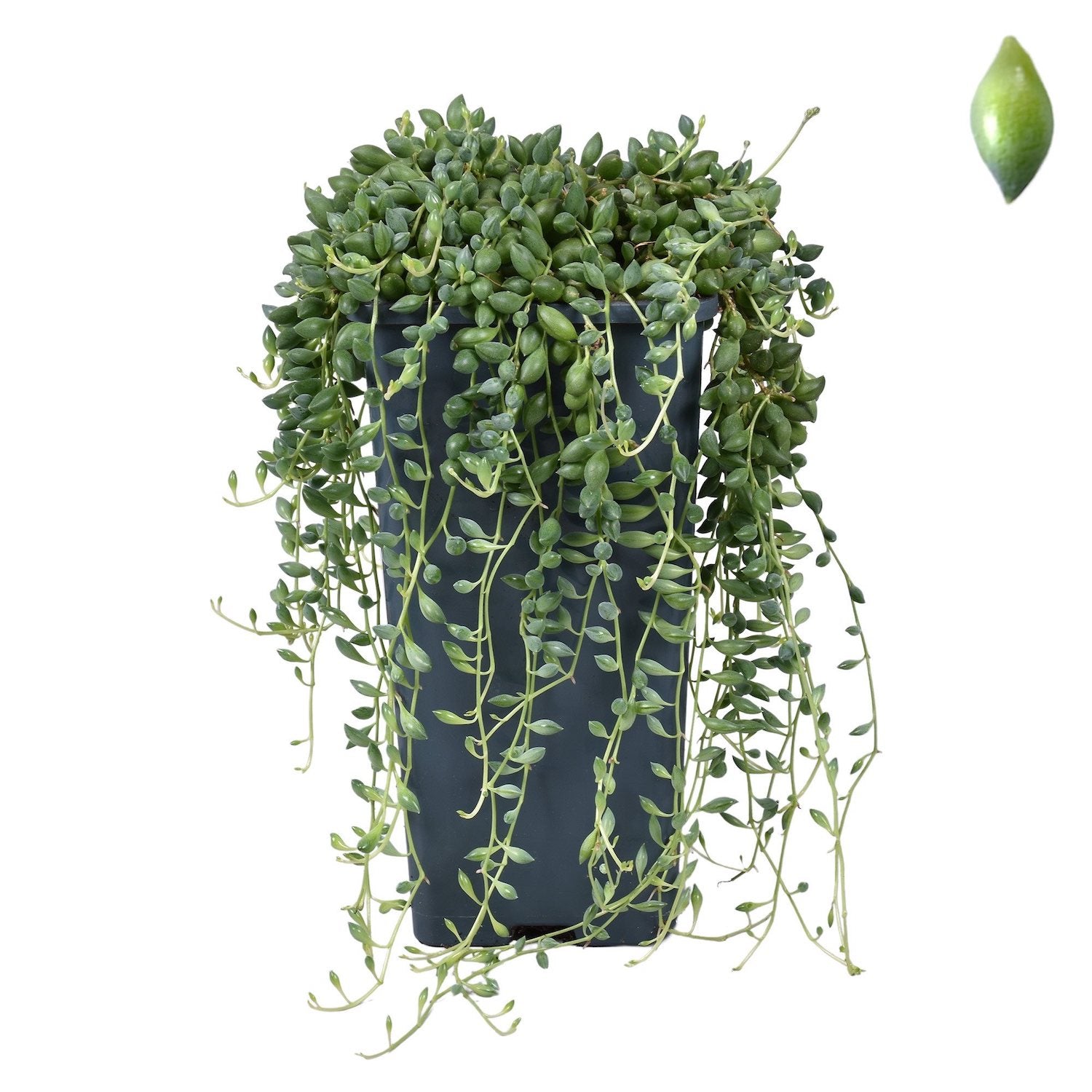 Senecio Herreianus D14 - Planta mazare, Sirag de margele