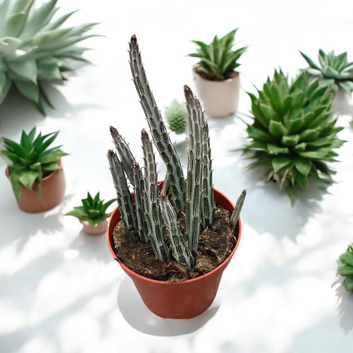 Senecio stapeliiformis (Pickle Plant)