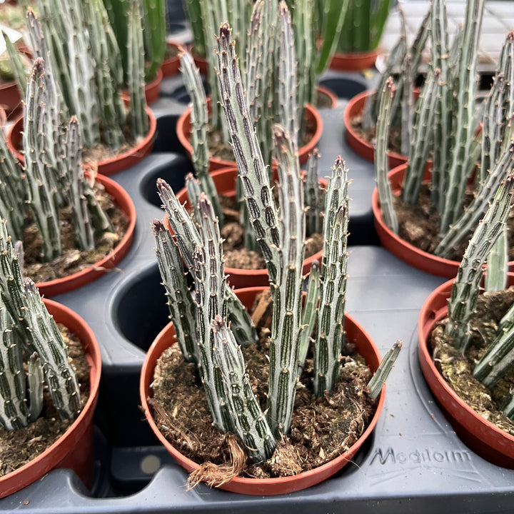 Senecio stapeliiformis (Pickle Plant) 1