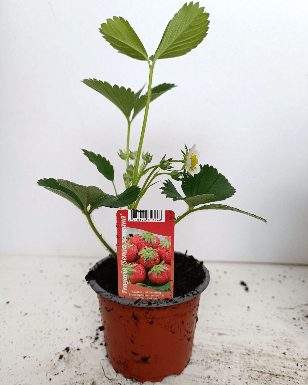 Capsun remontant - Fragaria x ananassa 'Senga Segana' - fructe foarte aromate
