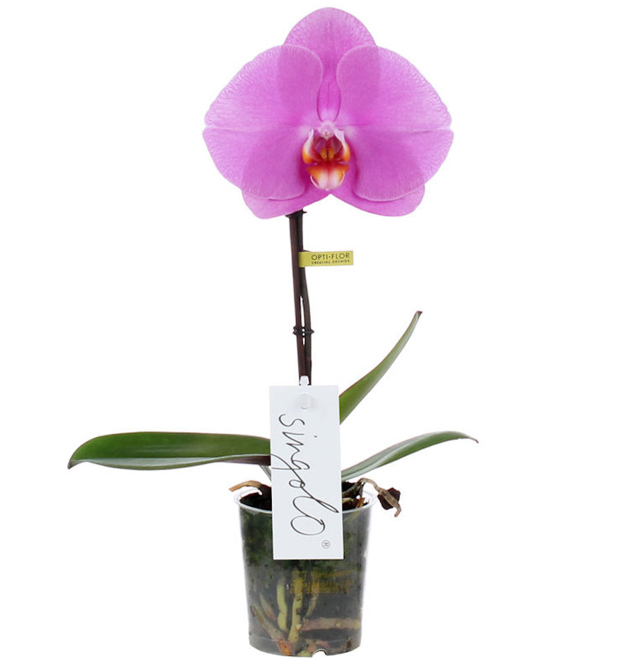 Phalaenopsis Singolo Higo (Ροζ) - λουλούδι XXL