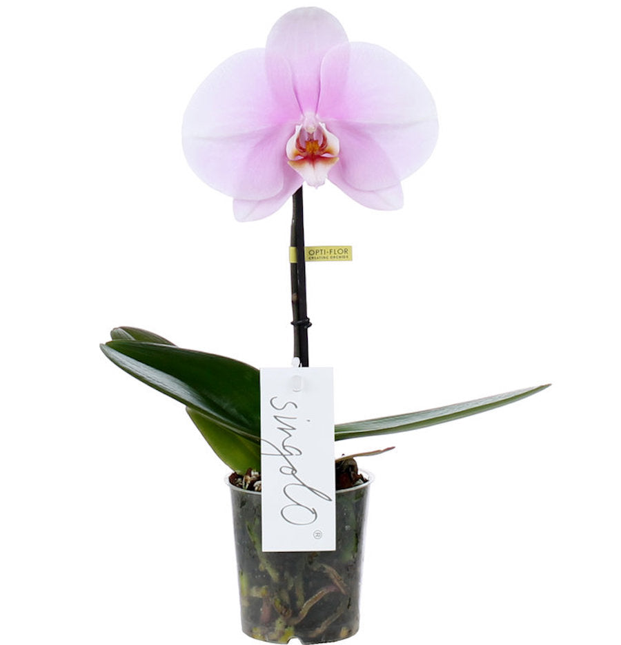 Phalaenopsis Singolo Mino (LIGHT Pink)- floarea XXL