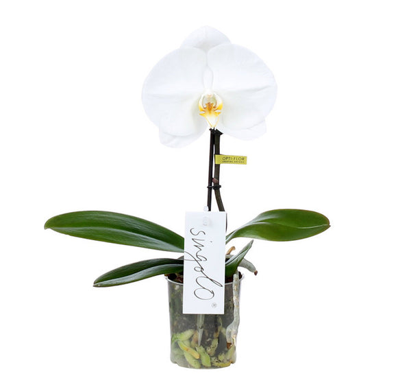 Phalaenopsis Singolo Tosha (White) - floarea XXL