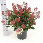 Lila japonés - Skimmia japonica ‘Exstase’ flores perfumadas