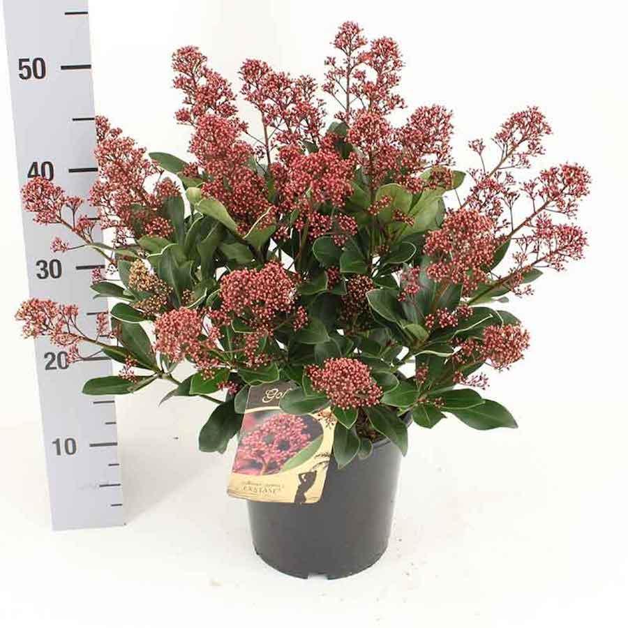 Liliac Japonez - Skimmia japonica ‘Exstase’ flori parfumate