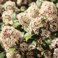 Japanese Lilac - Skimmia japonica 'Godrie's Dwarf' fragrant flowers