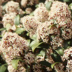 Japanese Lilac - Skimmia japonica 'Godrie's Dwarf' fragrant flowers